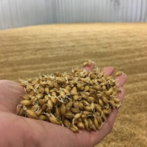 malt making 3